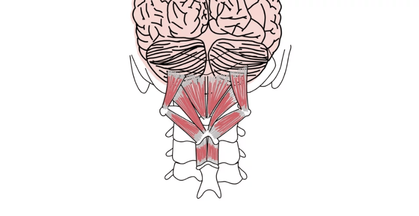 Your Brain Body and Spine